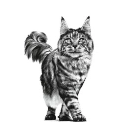 Royal Canin Renal Feline, 2 kg