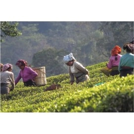 Glenburn Darjeeling First Flush Tea -100g Premium Whole Leaf Tin | Fresh Citrus & Peach Notes, Early Spring Harvest, Rich Aroma, Loose Leaf Black Tea, Direct From Estate