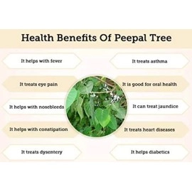 Neotea Arasa Ilai Peepal Leaves Ficus Religiosa Leaf Powder,300 gm