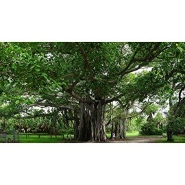 neotea Banyan Fruit (Aalam Palam) Powder, 300 g