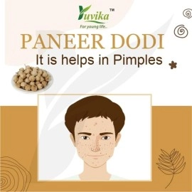 Yuvika Paneer Dodi / Paneer Ke Phool / Withania Coagulan (250 Gm)