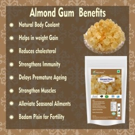 Neotea Almond Gum Badam Pisin Badam Gum | Gond Katira (Ayurvedic Katira) Organic, Katira Gond Indian Gum, Gond Katira Pure Organic, Edible Gum, All Natural, Salt-Free | Vegan | No Colors | Gluten
