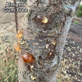 Neotea Almond Gum Badam Pisin Badam Gum | Gond Katira (Ayurvedic Katira) Organic, Katira Gond Indian Gum, Gond Katira Pure Organic, Edible Gum, All Natural, Salt-Free | Vegan | No Colors | Gluten