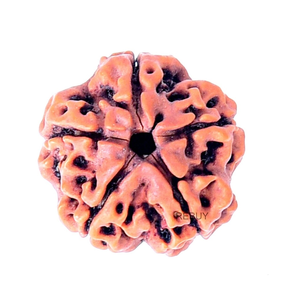REBUY 5 Mukhi Rudraksha Original Certified Nepali Rudraksha Bead, Color Brown