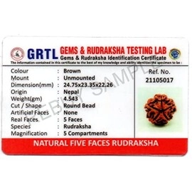 REBUY 5 Mukhi Rudraksha Original Certified Nepali Rudraksha Bead, Color Brown