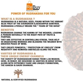 REBUY 5 Mukhi Rudraksha Original Certified Nepali Rudraksha Bead, Color Brown