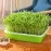 LeJoy Garden Seed Sprouter Tray BPA Free PP Soil-Free Big Capacity Healthy Wheatgrass Grower with Lid Sprouting Kit 13.4x9.84x4.72 inches,Green