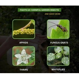 B Natural Neem oil Ready to Use 400ml Organic Cold Pressed Neem Oil Spray for Indoor and Outdoor Plants | Removes Mealybugs, Fungus and Other Pests from plants