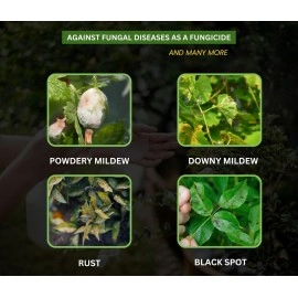 B Natural Neem oil Ready to Use 400ml Organic Cold Pressed Neem Oil Spray for Indoor and Outdoor Plants | Removes Mealybugs, Fungus and Other Pests from plants