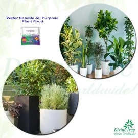 Divine Tree Miracle Grow All Purpose Water Soluble Plant Food (50G)
