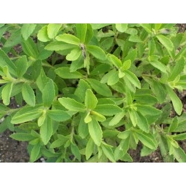 JIOO Organics Stevia Leaves | Natural Sweetener | Sugarfree | Pack of 1 | 50 Grams