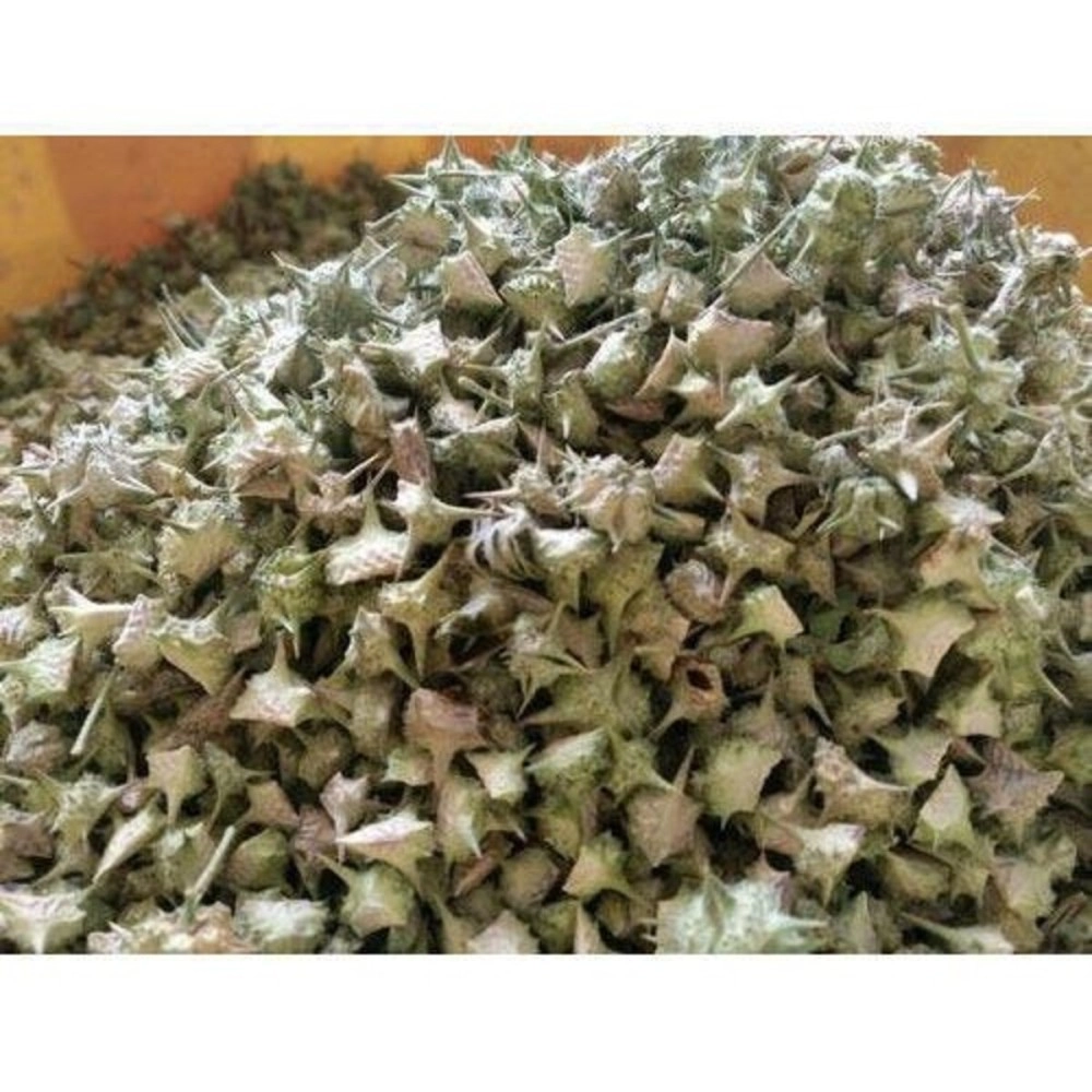 Odisha Ayurved Hub Gokhru Chota | Tribulus Terrestris Seeds | Small Caltrops | Gokhra (250 Gram)