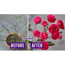 Divine Tree Rose Wonder Flower Fertilizer for Roses Plants (50 g)