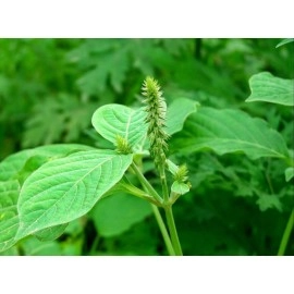 Neotea Flax Achyranthes Aspera, Nayuruvi Powder, 300 G