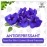 BLUE TEA - Butterfly Pea Flower Lavender Tea - 30 Pyramid Tea Bags | Caffeine Free - CALMING & STRESS RELIEF | For Natural colorant of COCKTAIL & Mocktails | GMO Free - Gluten Free | Premium Tin Pack
