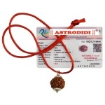 Astrodidi Brown 7 Mukhi/Seven Face Nepali Rudraksha Certified and Mantra Siddha