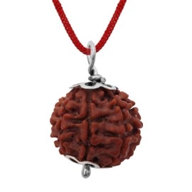 Astrodidi Brown 7 Mukhi/Seven Face Nepali Rudraksha Certified and Mantra Siddha