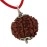 Astrodidi Brown 7 Mukhi/Seven Face Nepali Rudraksha Certified and Mantra Siddha
