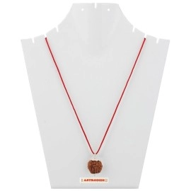 Astrodidi Brown 7 Mukhi/Seven Face Nepali Rudraksha Certified and Mantra Siddha