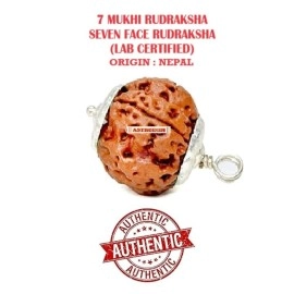Astrodidi Brown 7 Mukhi/Seven Face Nepali Rudraksha Certified and Mantra Siddha