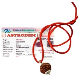 ASTRODIDI Original and Certified 7 Mukhi Rudraksha..