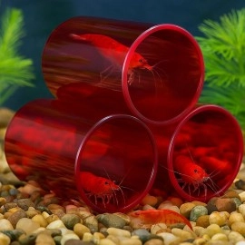Venus Aqua Shrimp Cave Shelter Tube for Fish Tank (Large, Dia 8cm) | Acrylic Breeding Pipe for Shrimps & Small Fish | Aquarium Decor Hiding Spot | 3pcs Set | Color May Vary