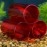 Venus Aqua Shrimp Cave Shelter Tube for Fish Tank (Large, Dia 8cm) | Acrylic Breeding Pipe for Shrimps & Small Fish | Aquarium Decor Hiding Spot | 3pcs Set | Color May Vary