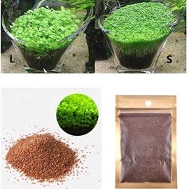 Petzlifeworld Carpet Live Grass Seeds for Aquarium Pack of 1