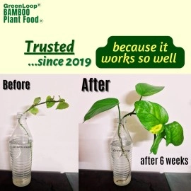 GreenLoop - Bamboo Plant Food (& for Money Plants) - Liquid Food for Aquatic Plants (in Water), Two Bottles, Each 30 ml.