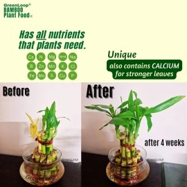 GreenLoop - Bamboo Plant Food (& for Money Plants) - Liquid Food for Aquatic Plants (in Water), Two Bottles, Each 30 ml.