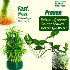 GreenLoop - Bamboo Plant Food (& for Money Plants) - Liquid Food for Aquatic Plants (in Water), Two Bottles, Each 30 ml.