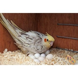 Western Era Natural Wood Shaving Nesting Material for Birds (100grm)