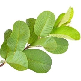 Guava Leaf Powder Green 500g Green Pure 100% Natural Traditional Method Made No Preservatives