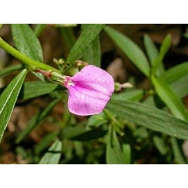 Saara HERBAL FRESH Orithal Thamarai Powder, 301g, Spade Flower, Hybanthus Enneaspermus, Ratna Purush, Nilakobari Powder, (pack of 3 x 101g)