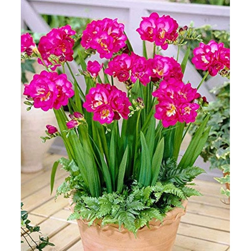 Radha Krishna Agriculture Fressia Double Pink Flower Bulbs with Sweet fregrence & Best germinated Bulbs (Pack of 1 Bulbs)