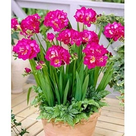 Radha Krishna Agriculture Fressia Double Pink Flow..