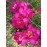 Radha Krishna Agriculture Fressia Double Pink Flower Bulbs with Sweet fregrence & Best germinated Bulbs (Pack of 1 Bulbs)