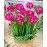 Radha Krishna Agriculture Fressia Double Pink Flower Bulbs with Sweet fregrence & Best germinated Bulbs (Pack of 1 Bulbs)