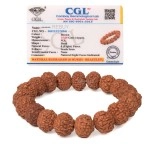 REBUY 8 Mukhi Rudraksha Bracelet for Men and Women