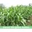 Iagrifarm Sorghum Sudan Grass Fodder Seeds - 1 Kg - Multi Cut Fodder Seeds For Fodder Cultivation