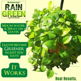 GreenLoop RAIN Green - Liquid Concentrate for Lush Green Leaves, 100ml, Mix in Water & Spray on Leaves.