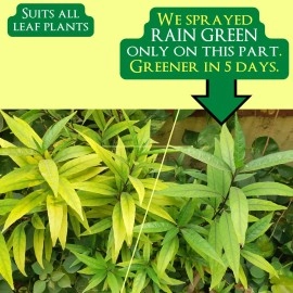 GreenLoop RAIN Green - Liquid Concentrate for Lush Green Leaves, 100ml, Mix in Water & Spray on Leaves.