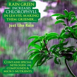 GreenLoop RAIN Green - Liquid Concentrate for Lush Green Leaves, 100ml, Mix in Water & Spray on Leaves.