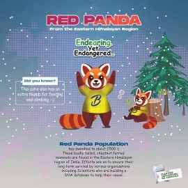 BENTODENT TOOTHPASTE Junior Bubble Gum - All Natural - Fluoride Free, SLS Free