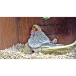 Western Era Natural Wood Shaving Soft Nesting Material for Birds. (100grm)