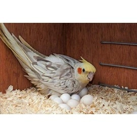 Western Era Natural Wood Shaving Soft Nesting Material for Birds. (100grm)