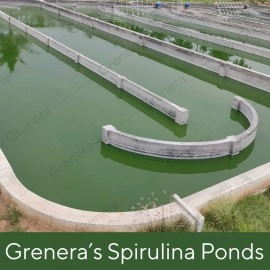 Grenera Spirulina Superfood Tablets 120 nos (500 mg) Pure, Natural supplement