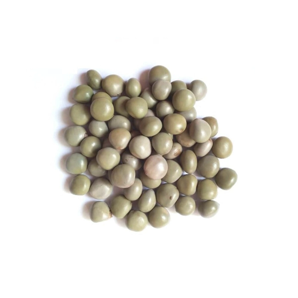 vinarghya - Sagargota/Katkaranj/Fever Nut/Caesalpinia Bonducella/Karanjwa/Kalarchikai/Vajra Bijaka/Indian Beech/Lata Karanj/Gajaa/Sagargoti/Saargota/Letaguti/Gajga/Gajikekayi - 100 g