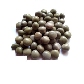 vinarghya - Sagargota/Katkaranj/Fever Nut/Caesalpinia Bonducella/Karanjwa/Kalarchikai/Vajra Bijaka/Indian Beech/Lata Karanj/Gajaa/Sagargoti/Saargota/Letaguti/Gajga/Gajikekayi - 100 g