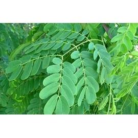 Thanjai Natural Arappu Powder 250g Pouch 100% Natural Albizia Amara Arappu Powder Traditional Hair wash & Hair conditioner